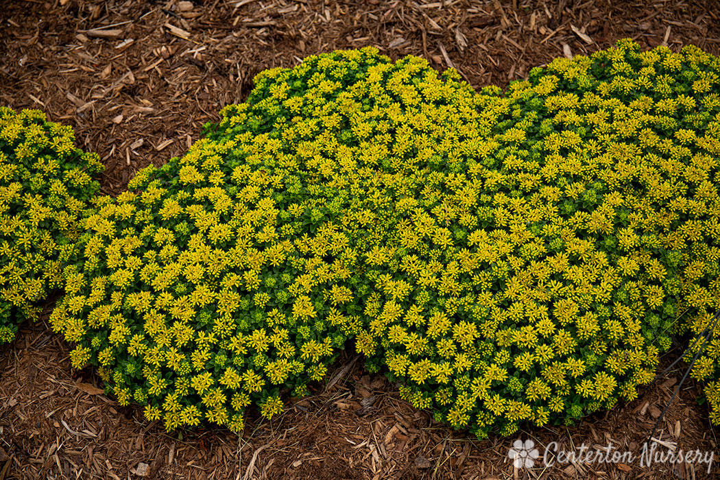 ground cover succulent with yellow flowers Little Miss Sunshine' Groundcover Sedum – Dragonetti Florist & Garden Center
