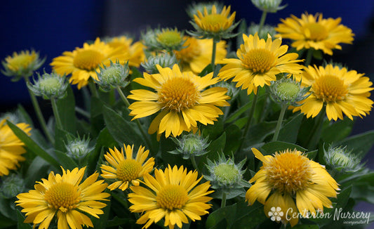 'Mesa Yellow' Blanket Flower