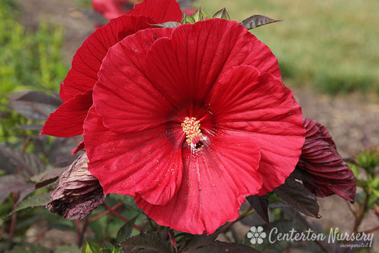 'Midnight Marvel' Hibiscus