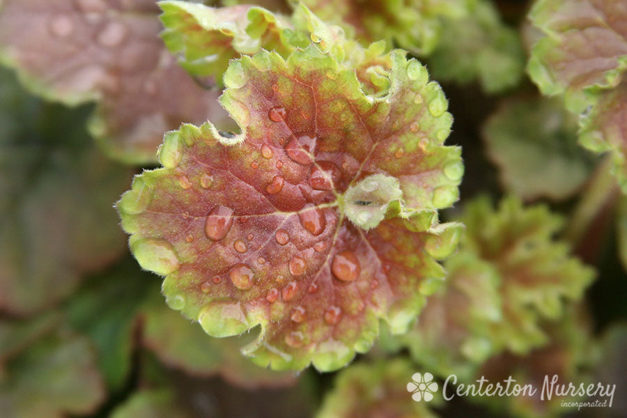 Miracle Coral Bells