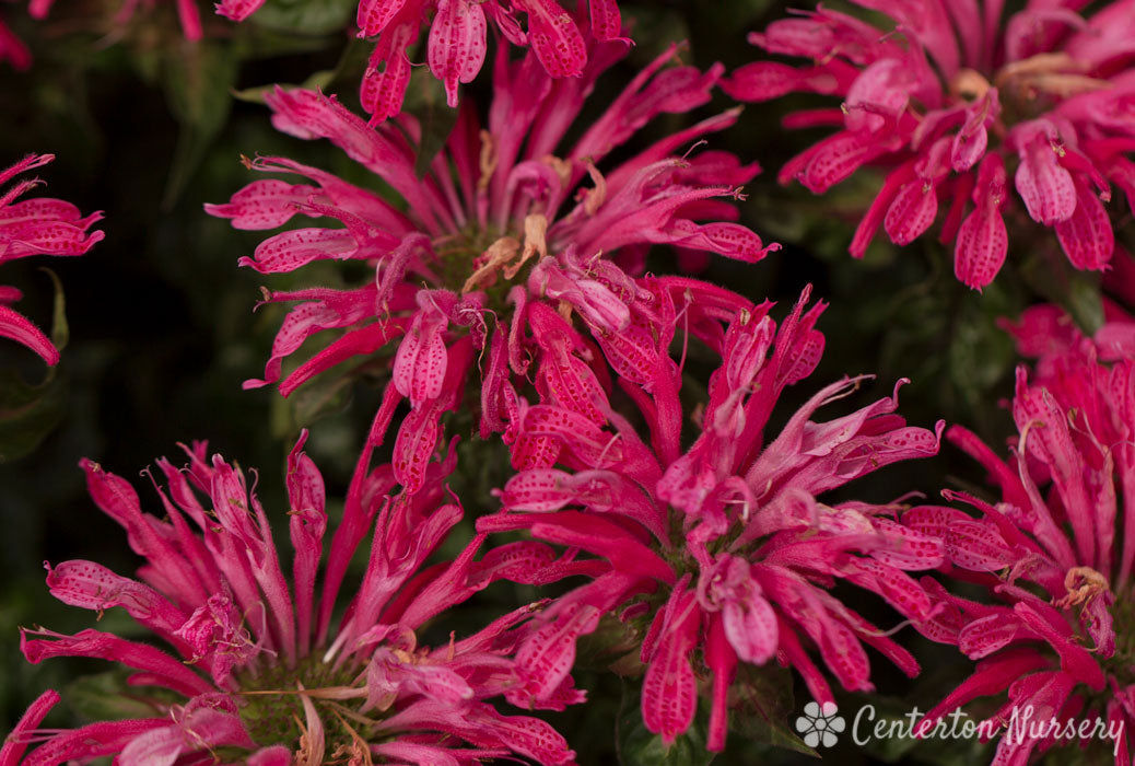 'Electric Neon Pink' Bee Balm