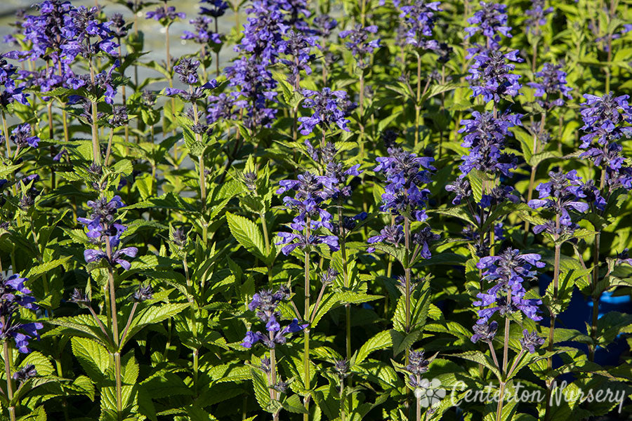 'Neptune' Catmint