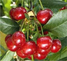 North Star Cherry Tree