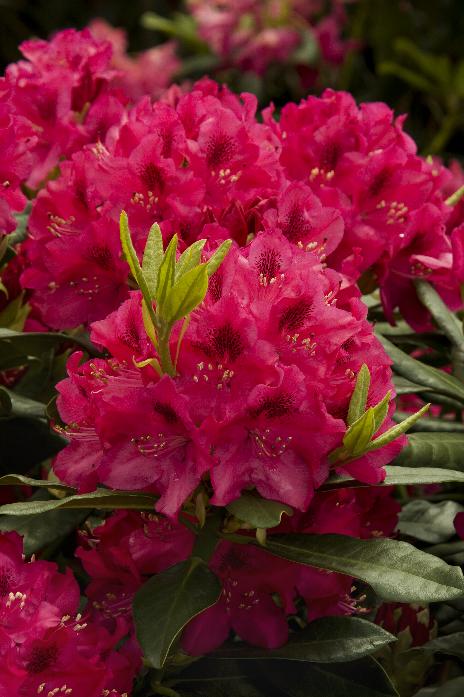 Nova Zembla Rhododendron – Dragonetti Florist & Garden Center