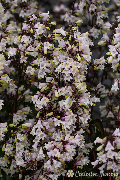 Onyx and Pearls Beardtongue