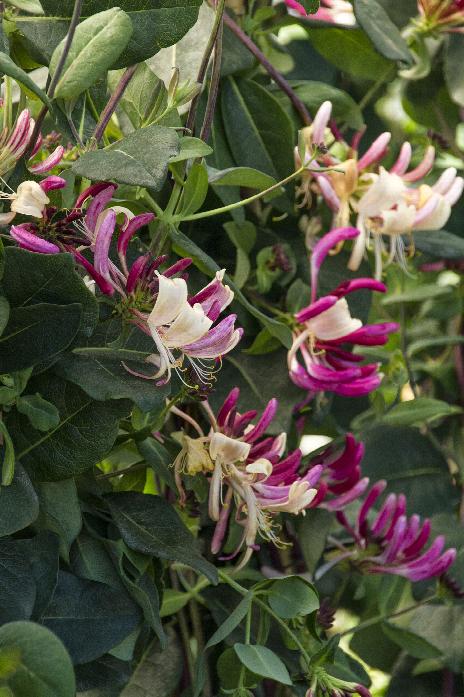 Peaches & Cream Honeysuckle Vine