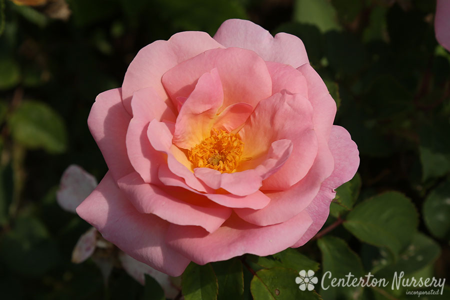 Peachy Knock Out Rose
