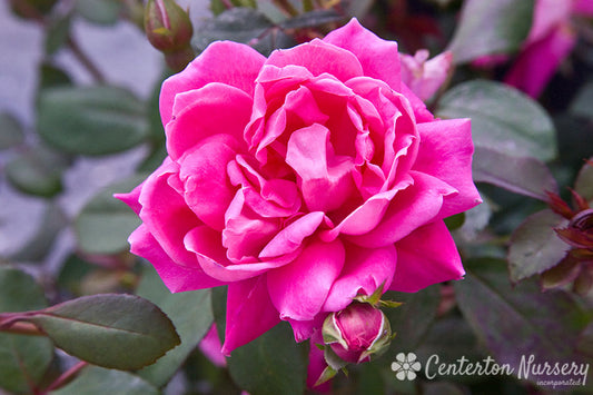 Pink Double Knock Out Rose