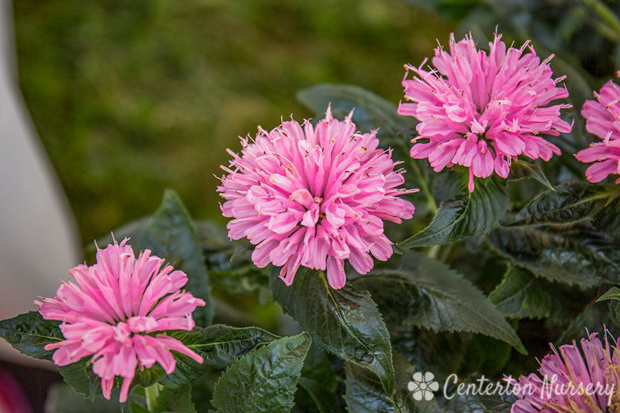 'Pink Frosting' Bee Balm