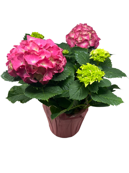 Hydrangea Plant