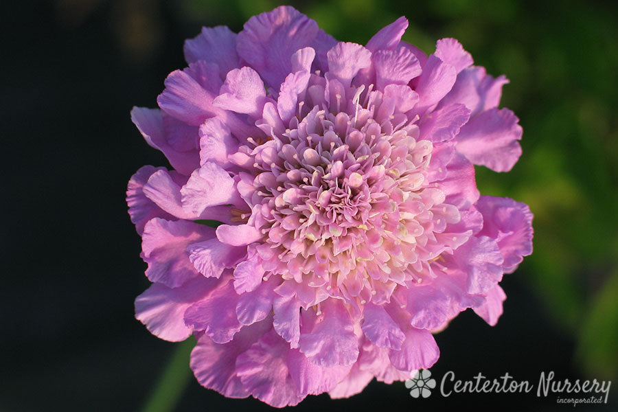 'Pink Mist' Pincushion Flower