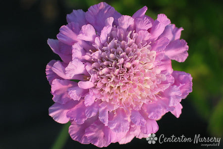 Scabiosa 'Pink Mist' (Pincushion Flower)