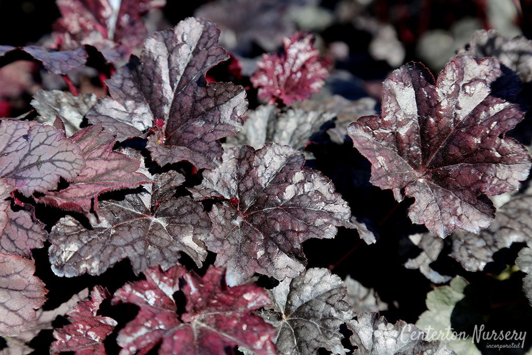 'Plum Pudding' Coral Bells