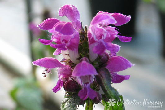 'Purple Dragon' Lamium