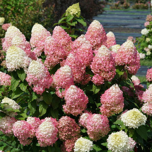 Quick Fire Fab Hydrangea