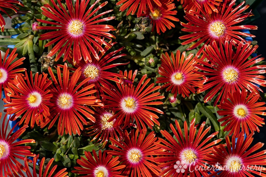 Red Mountain Flame Hardy Ice Plant