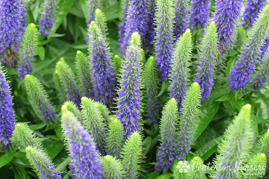 'Royal Candles' Veronica