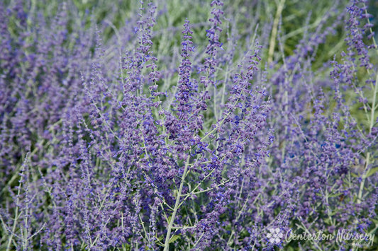 Superb Russian Sage