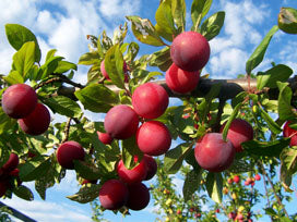 Santa Rosa Plum Tree