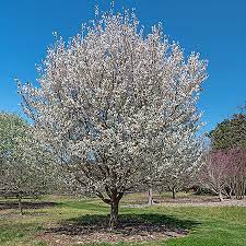 Snow Goose Flowering Cherry