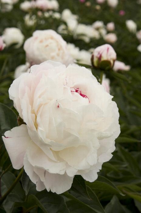 Shirley Temple Double Peony