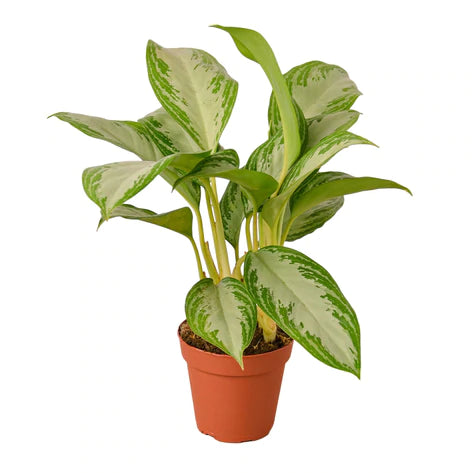 Aglaonema Silver Bay