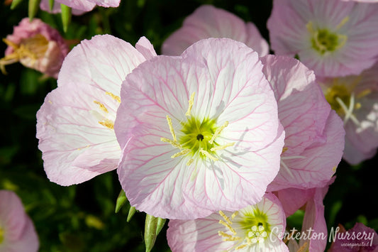 'Siskiyou' Pink Sundrops