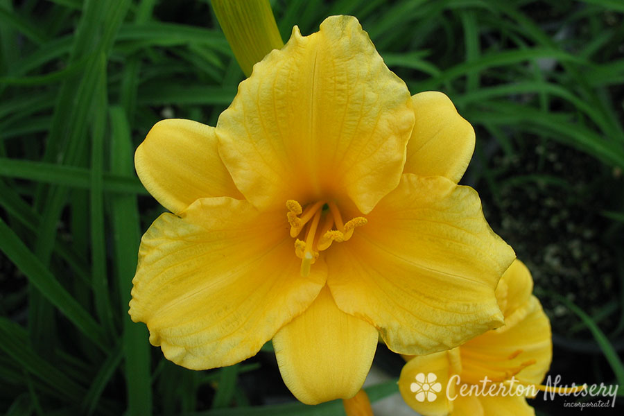 'Stella D'Oro' Multiple Repeat Blooming Daylily