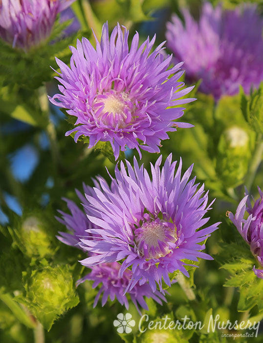 'Peachie's Pick' Stokes Aster