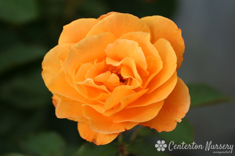 'Strike It Rich' Hybrid Tea Rose