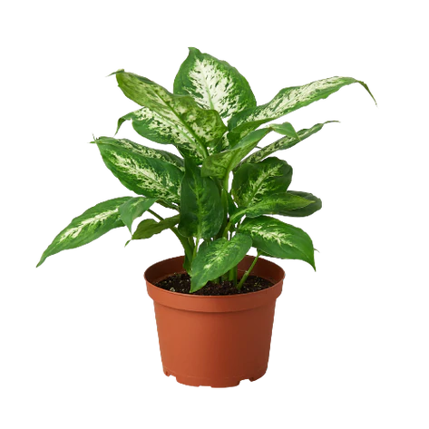 dieffenbachia tropical snow Dieffenbachia Tropic Snow