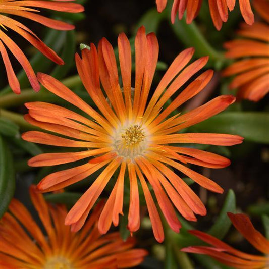 Ocean Sunset Orange Vibe Hardy Ice Plant-Warm, sunset-inspired floral arrangement for a serene evening