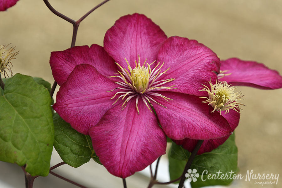 'Ville de Lyon' Clematis Vine