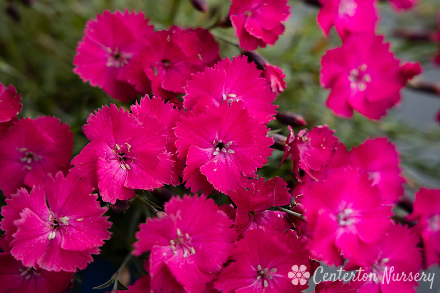 'Vivid Bright Light' Reblooming Dianthus