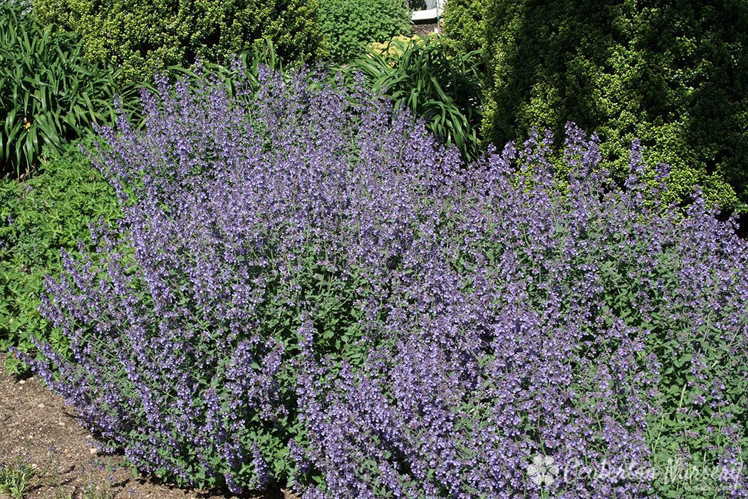 'Walker's Low' Catmint