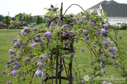 'Amethyst Falls' American Wisteria