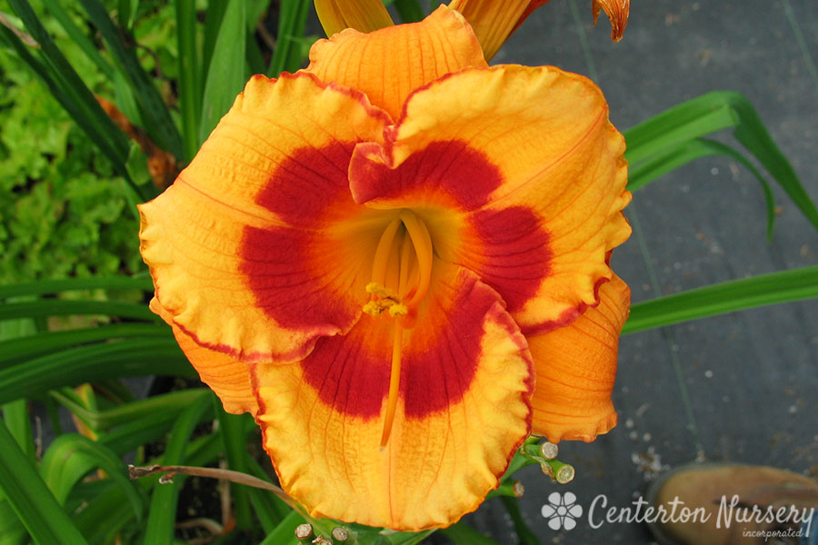 'You Are My Sunshine' Trophytaker Daylily – Dragonetti Florist & Garden ...